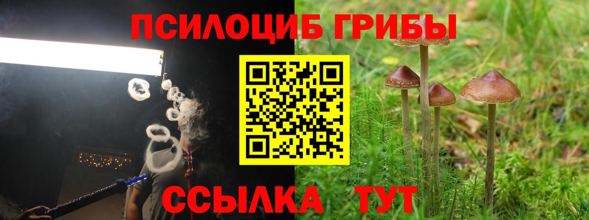 Псилоцибиновые грибы Psilocybe Магадан